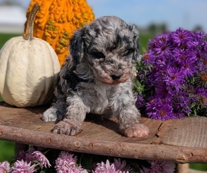 Medium Poodle (Toy)