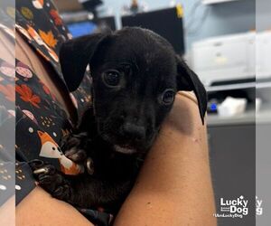 Moran - Male Labrador Retriever-Unknown Mix Dog for Adoption - Photo #2