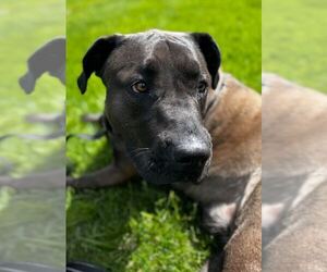Roadster - Male Mutt Dog for Adoption - Photo #7