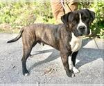 Small #2 Mutt