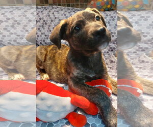 Mutt Dogs for adoption in Sanford, FL, USA