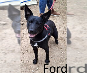 Ford - Male Labrador Retriever-Unknown Mix Dog for Adoption
