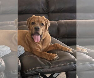 Mutt Dogs for adoption in Goodyear, AZ, USA