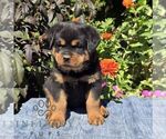 Nutmeg - Male Rottweiler Puppy for Sale - Photo #5