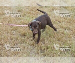 Labrador Retriever Puppy for sale in SANGER, TX, USA