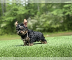 Yorkshire Terrier Puppy for sale in LOCUST GROVE, GA, USA
