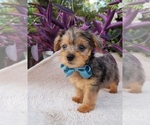 Small #4 Yorkshire Terrier