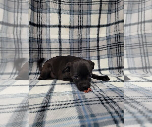 Medium Photo #2 Chug Puppy For Sale in Lincolnwood, IL, USA