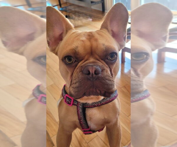 Medium Photo #3 French Bulldog Puppy For Sale in Brights Grove, Ontario, Canada