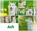 Small #4 Siberian Husky Mix