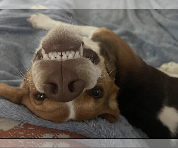 Medium Photo #3 Beagle Puppy For Sale in Brookville, OH, USA