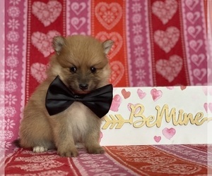 Pomeranian Puppy for sale in LANCASTER, PA, USA