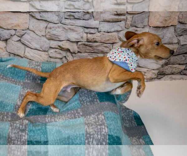 Medium Photo #3 Beagle-Unknown Mix Puppy For Sale in Kennesaw, GA, USA