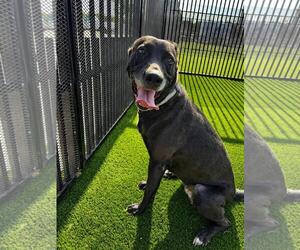 Stormy-$75 Adoption Fee! Diamond Dog! - Female Labrador Retriever-Unknown Mix Dog for Adoption - Photo #19