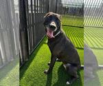 Small #18 Labrador Retriever Mix