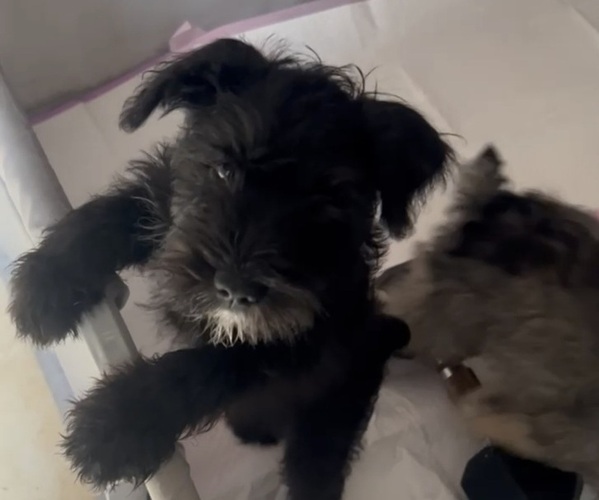 Medium Photo #3 Schnauzer (Miniature) Puppy For Sale in MIAMI, FL, USA