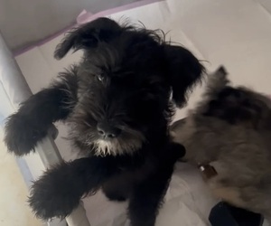 Medium Schnauzer (Miniature)