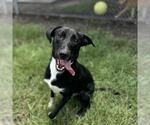 Small #1 Labrador Retriever Mix