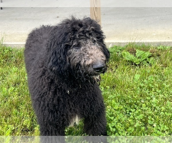 Medium Photo #2 Labradoodle Puppy For Sale in DUNDEE, OH, USA