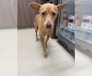 Anatolian Shepherd-Chihuahua Mix Dogs for adoption in Baytown, TX, USA