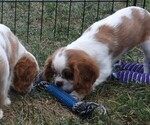 Puppy Puppy 1 Male Cavalier King Charles Spaniel