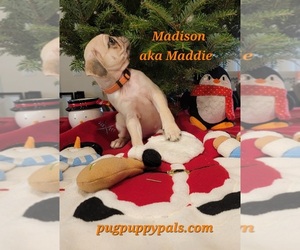 Pug Puppy for sale in SPRING HILL, FL, USA