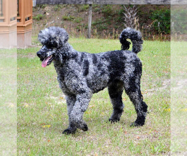 Medium Photo #1 Sheepadoodle Puppy For Sale in SAINT AUGUSTINE, FL, USA