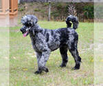 Small Photo #1 Sheepadoodle Puppy For Sale in SAINT AUGUSTINE, FL, USA