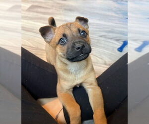 Mutt Dogs for adoption in Plainfield, IL, USA