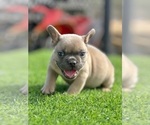 Small #1 French Bulldog