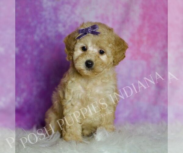 Medium Photo #77 Poodle (Toy) Puppy For Sale in WARSAW, IN, USA