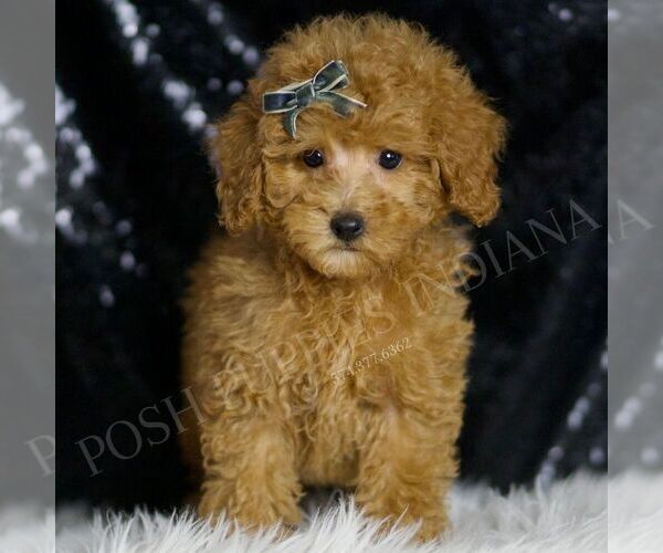 Medium Photo #55 Poodle (Toy) Puppy For Sale in WARSAW, IN, USA