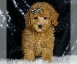 Puppy AKC Mars Poodle (Toy)