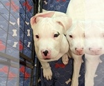 Small Photo #9 Dogo Argentino Puppy For Sale in KATY, TX, USA