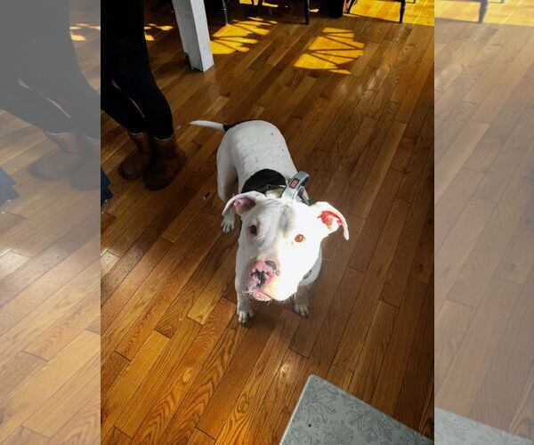 Medium Photo #4 American Bulldog-Unknown Mix Puppy For Sale in Oakhurst, NJ, USA