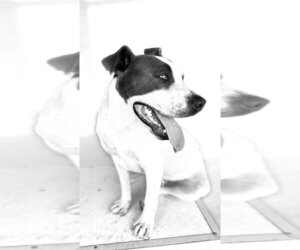 Barney - Male Mutt Dog for Adoption - Photo #2