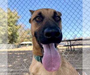 Clever - Male Holland Shepherd-Unknown Mix Dog for Adoption - Photo #12