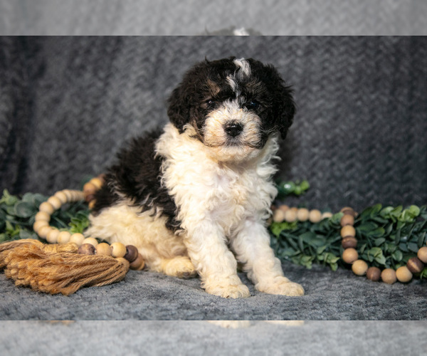 Medium Photo #1 Bernedoodle (Miniature) Puppy For Sale in NAPPANEE, IN, USA