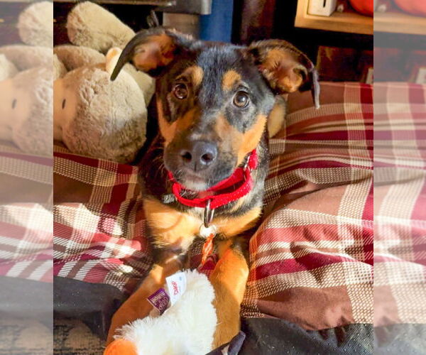 Medium Photo #2 Mutt Puppy For Sale in Minneapolis, MN, USA