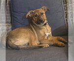 Small #2 Mutt