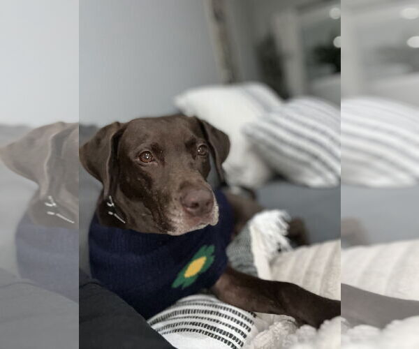 Medium Photo #4 Lab-Pointer Puppy For Sale in Oakhurst, NJ, USA