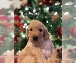 Small Photo #12 Goldendoodle Puppy For Sale in FLOWERY BRANCH, GA, USA