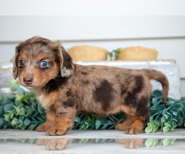Medium Photo #2 Dachshund Puppy For Sale in NAPPANEE, IN, USA