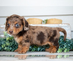 Small #1 Dachshund
