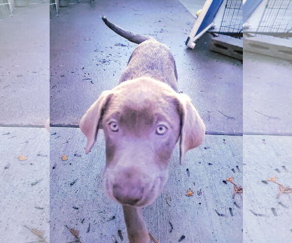 Medium Photo #3 Labrador Retriever Puppy For Sale in Sequim, WA, USA