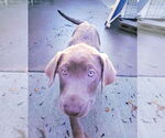 Small #2 Labrador Retriever