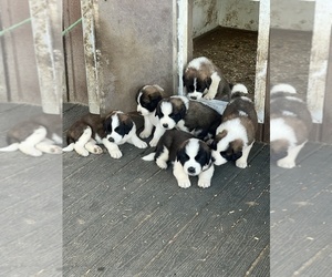 Saint Bernard Puppy for sale in BELMONT, WI, USA
