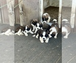 Small Saint Bernard