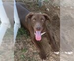 Small Labrador Retriever Mix
