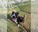 Small #1 American Bulldog Mix